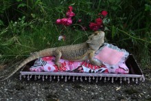 DIY-Tray-Lizard-Bed