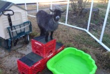 Milk-Crate-Goat-Mountain