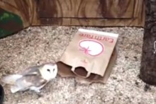 Paper-Bag-Raptor-Enrichment