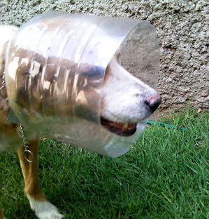 dog plastic head cone