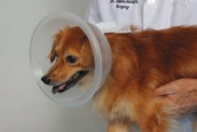 DIY-Bowl-Dog-Cone-Collar