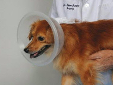 make a cone for a dog