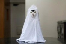 DIY-Cat-Ghost-Costume