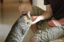DIY-Cat-Handshake-Training