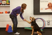 DIY-Dog-Paw-Shake-Training