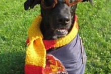DIY-Harry-Potter-Dog-Costume