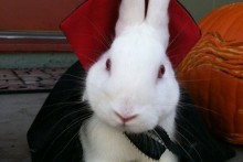 DIY-Rabbit-Vampire-Costume