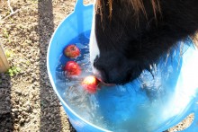 DIY-Trough-Apple-Bobbing