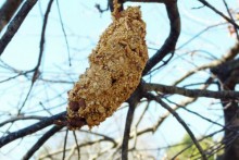 Pine-Cone-Squirrel-Feeder