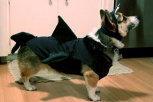 T-shirt-Dog-Shark-Costume