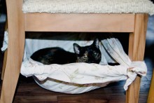 DIY-Sheet-Cat-Chair-Hammock