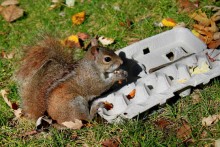 Egg-Carton-Squirrel-Buffet