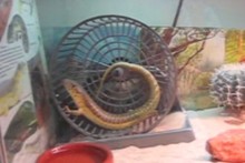 Hamster-Wheel-Lizard-Treatmill