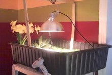 Plastic-Tub-Tortoise-Enclosure