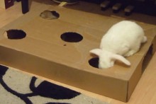 DIY-Box-Bunny-Burrow