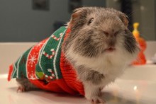 DIY-Guinea-Pig-Christmas-Sweater