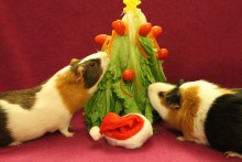 DIY-Guinea-Pig-Christmas-Tree