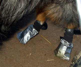 makeshift dog boots