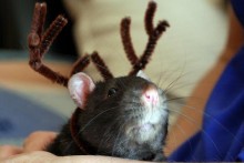 Pipe-Cleaner-Rat-Antlers