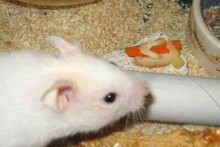 Carrot-Hamster-Hotdog