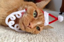 DIY-Cat-Santa-Face-Headband