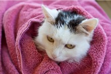 DIY-Cat-Shampoo