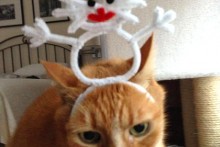 DIY-Cat-Snowman-Headband
