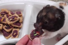 DIY-Hamster-Pop-Tarts