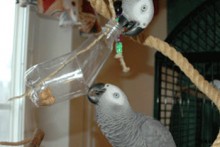 Plastic-Bottle-Foraging-Toy