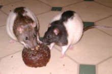 Coconut-Rat-Cake