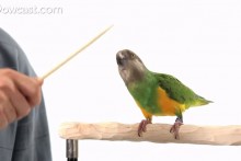 DIY-Bird-Target-Training