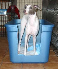 dog training litter box