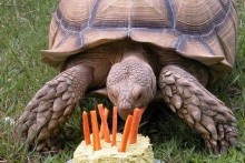 DIY-Potato-Tortoise-Cake