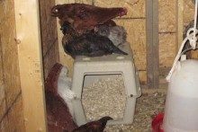 Pet-Carrier-Chicken-Nest-Box