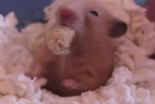 Yogurt-Oats-Hamster-Treats