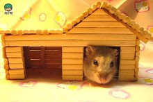 Chopsticks-Hamster-House