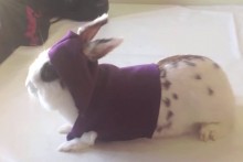 DIY-Rabbit-Hoodie