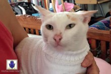 Sock-Cat-Sweater