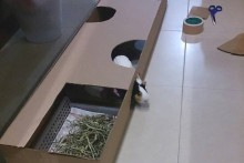 Cardboard-Box-Cavy-Maze