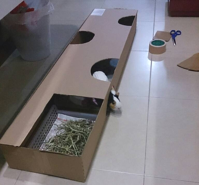 hamster maze made out of cardboard