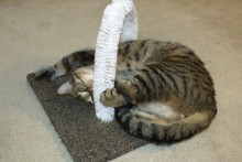 DIY-Cat-Brushing-Station