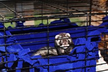 DIY-Fleece-Cage-Hammock