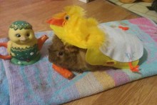 DIY-Guinea-Pig-Chick-Costume