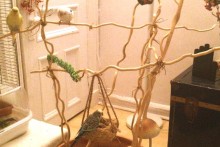 DIY-Planted-Branches-Gym