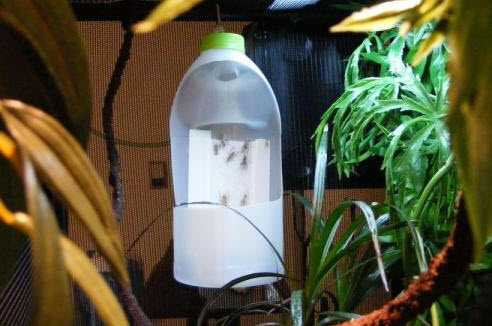 reptile cricket feeder