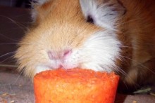 DIY-Cavy-Carrot-Popsicle