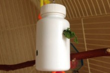 Pill-Bottle-Foraging-Toy