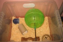 DIY-Hamster-Ball-Wheel