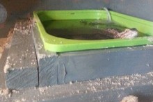 DIY-Lizard-Pool-Deck