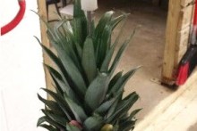 DIY-Pineapple-Bird-Toy